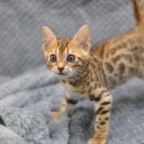 사바나동물병원 이미지