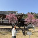충무정 | 천안 아산 꽃구경 현충사 홍매화 개화현황 실시간 주차정보