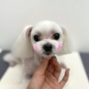 사개절 펫살롱 이미지