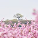 칠서초등학교이룡분교장 이미지