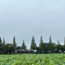 수석 농장 | 무안 회산백련지 후기 : 28회 무안연꽃축제 26일부터 시작해요! 주차장, 축제정보