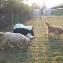 애견1번지 이미지