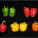 뉴피앙세 이미지