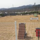 춘천시동물보호센터 이미지
