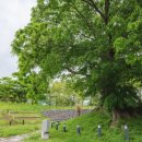 사랑의연리근 이미지