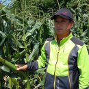 대학찰옥수수 이미지