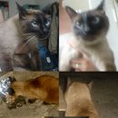 간석1동-11 이미지