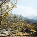산수유 티스토리