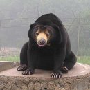 웅지