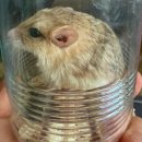 가재울봉쥬르동물병원 | 서울 햄스터 펫테일저빌 진료 가능한 동물병원 (ft. 병원비)