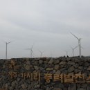 가시리 유채꽃길 이미지