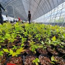 &#39;블루베리&#39; 묘목 포트작업 완료! 이미지