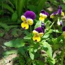 원호초등학교 병설유치원 이미지