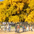 여주-1092 | 반계리 은행나무 가을 단풍 절정 시기, 실시간 CCTV와 주차장 정보