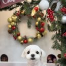 메이저독 | 동탄애견미용, 강아지는 전문가에게 맡겨야죠