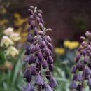 마말라리아과 눈꽃선인장 꽃이 피었어요 이미지