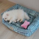 오로라펫 이미지