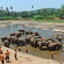 [신청중][12월 15일 출발, 크리스마스에 만나는 여름 여행 스리랑카일주 10일] 이미지