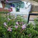 우리집 상사화 도 피었네요 이미지