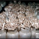 부광농장-2 이미지