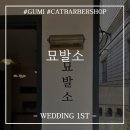 묘발소 | 묘발서_구미 고양이 전용 미용샵 추천
