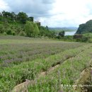 허브빌리지(Herb village) 이미지