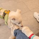 CU별내제일점 | 남양주 별내 애견카페. 유기견 보호소/입양 카페 뮤테(Mutte)