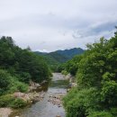 숲속시골닭
