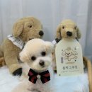 폴짝그루밍 이미지