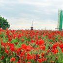 삼풍농장 이미지