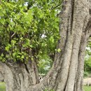 보리수나무(캄보디아) 이미지