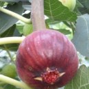 김갑종농장 이미지