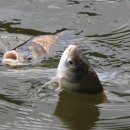 신선낚시터 이미지