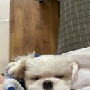 하이독스 이미지