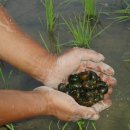 풀잎농장 이미지