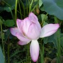 수완동 왕버들 이미지