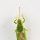 진남관 (앞) 이미지