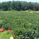 화령농장 이미지