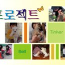 팅커벨 강아지들의 홍역 발병 및 대응 일지 (지속 업데이트) 이미지