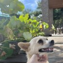 (주)청초원