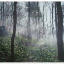 산마늘밥 이미지