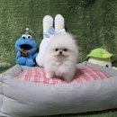 영광동물병원 | 영광강아지분양 화이트포메라니안