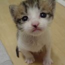 CAT 이미지