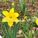 자세히 보아야 예쁘다 이미지