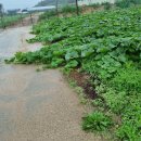 디제이팜 이미지