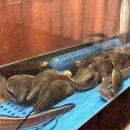 해운대 해물포차 이미지