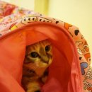 달과고양이 이미지