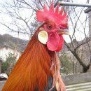 홍나라 이미지
