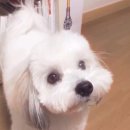 댕댕이라이프 이미지