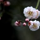 욜랑욜랑 이미지